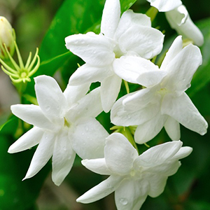 Jasmine absolute india, jasmin grandiflorum absolute, 8022-96-6